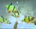 Gambar ikan sumatra glofish barb
