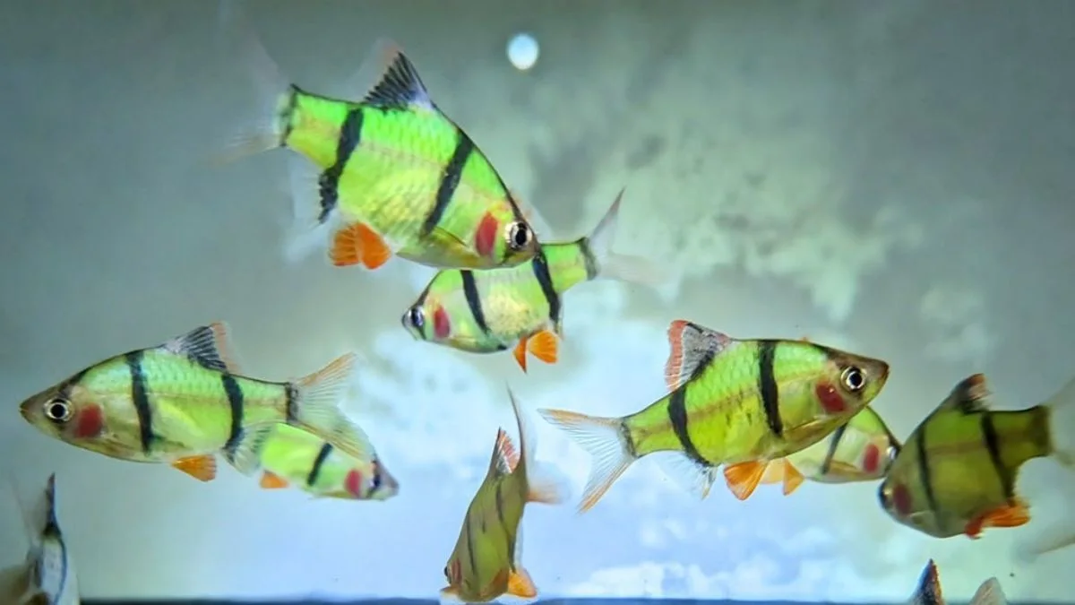 Gambar ikan sumatra glofish barb