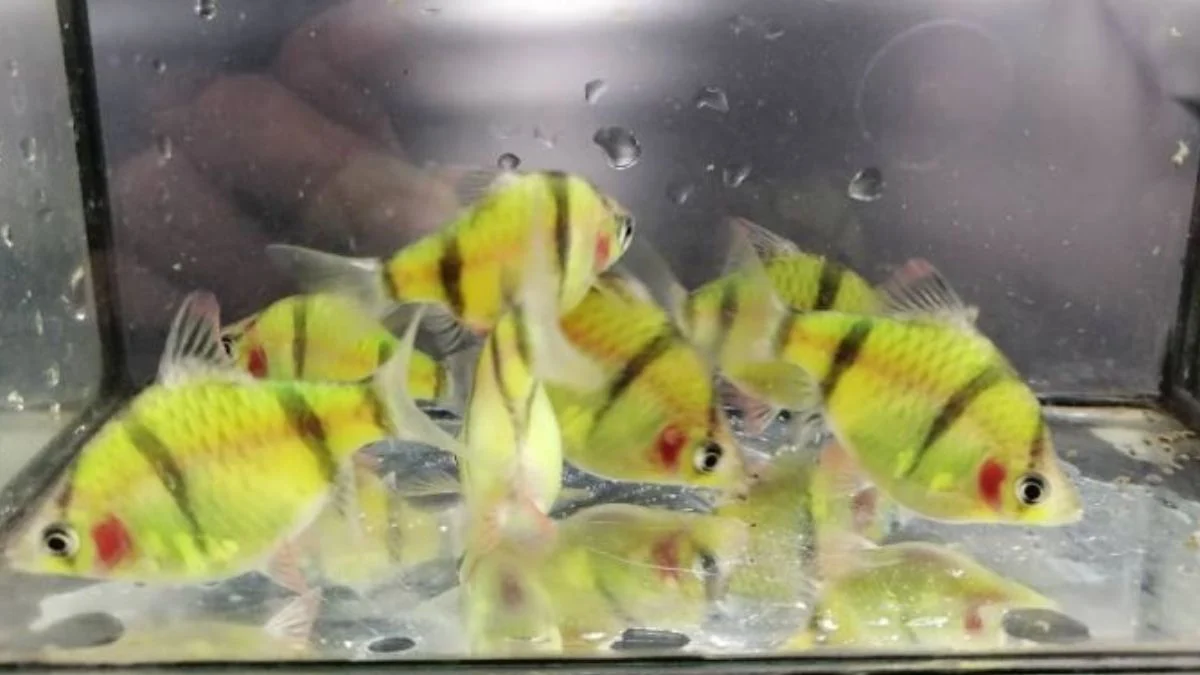 Gambar ikan sumatra glofish barb