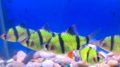 Gambar ikan sumatra glofish barb
