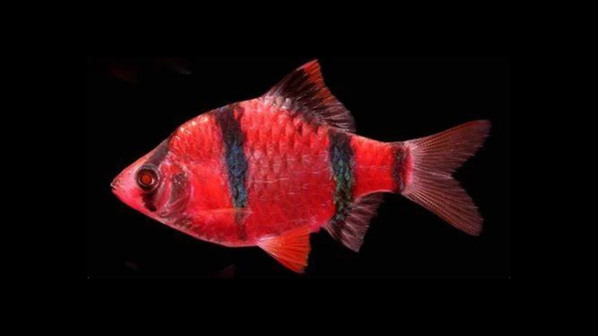 gambar-ikan-sumatra-barb (2) Gambar ikan sumatra glofish barb