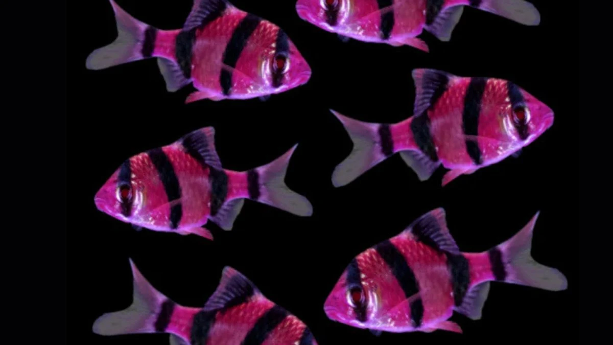 Gambar ikan sumatra glofish barb