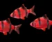 Gambar ikan sumatra glofish barb