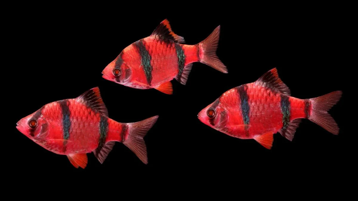 Gambar ikan sumatra glofish barb