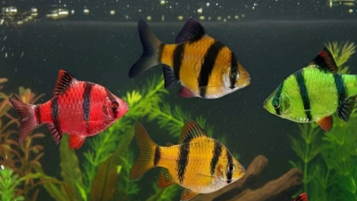 Gambar ikan sumatra glofish barb