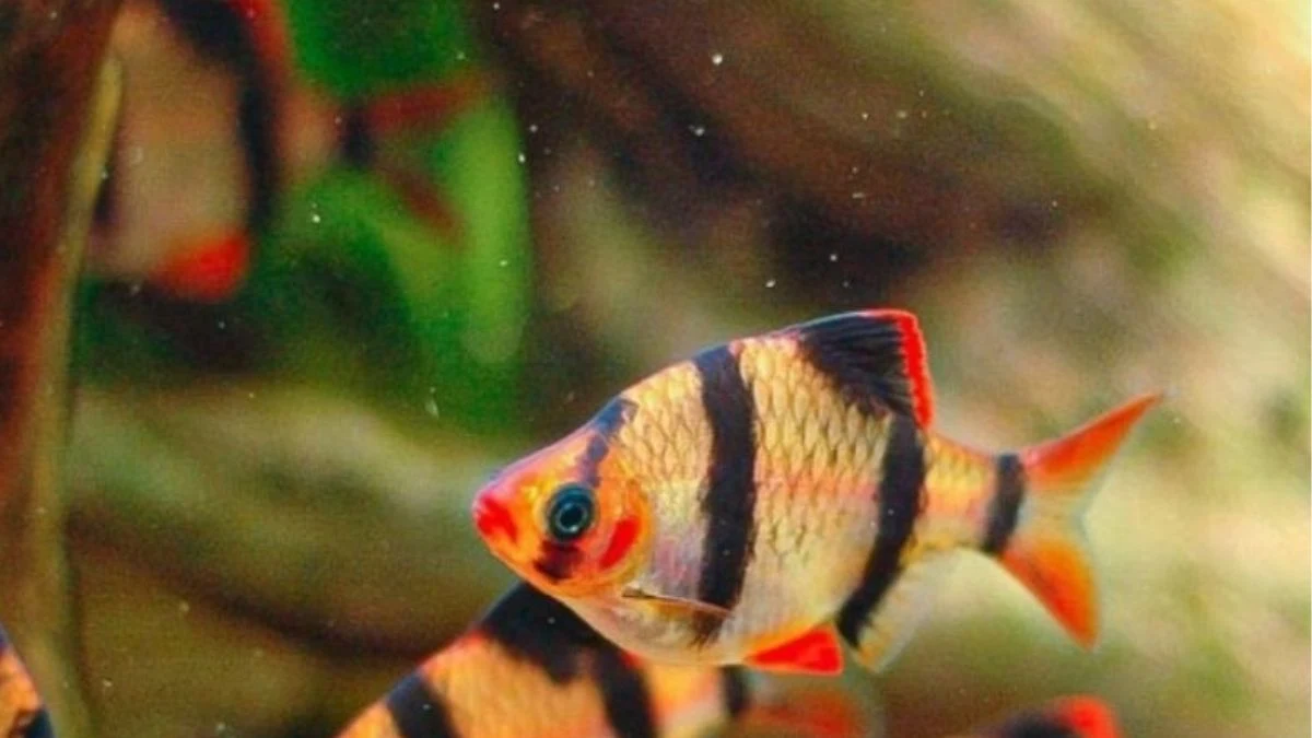 Gambar ikan sumatra glofish barb