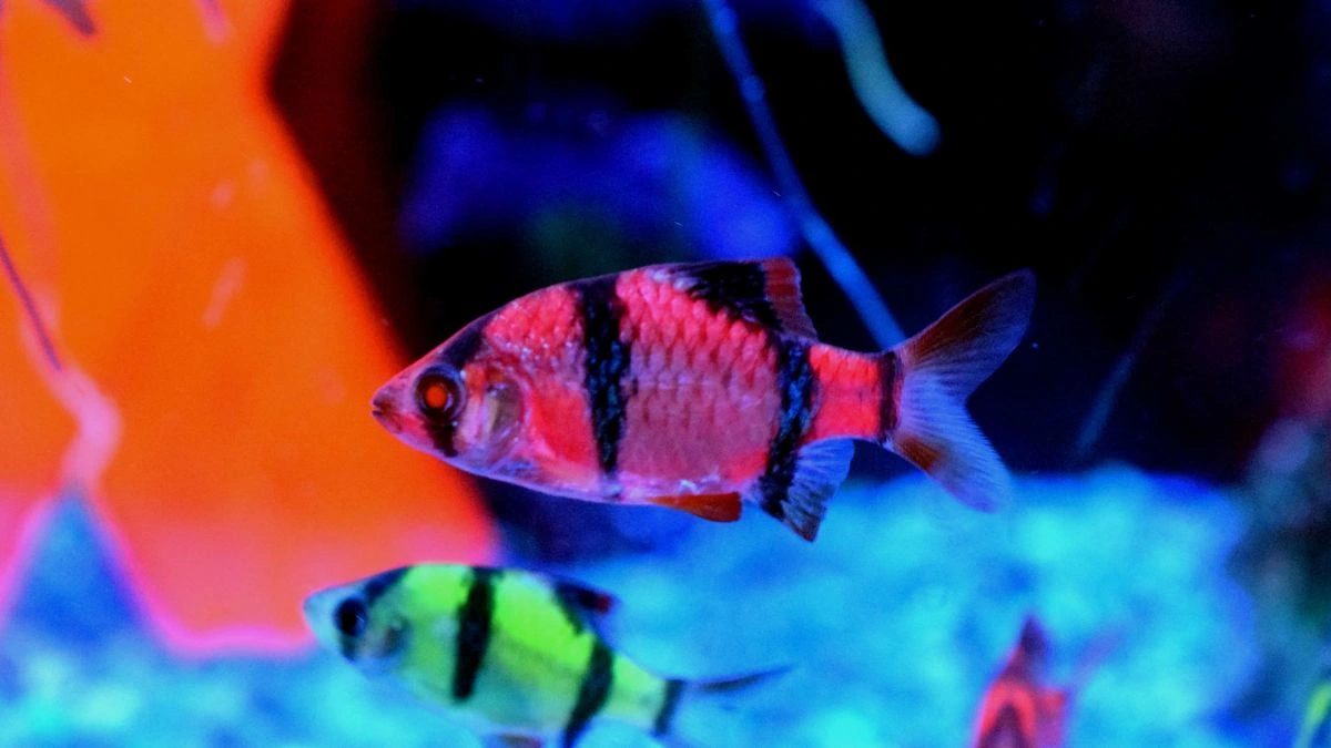 Gambar ikan sumatra glofish barb