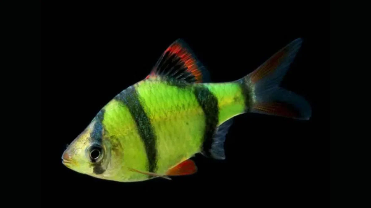 Gambar ikan sumatra glofish barb