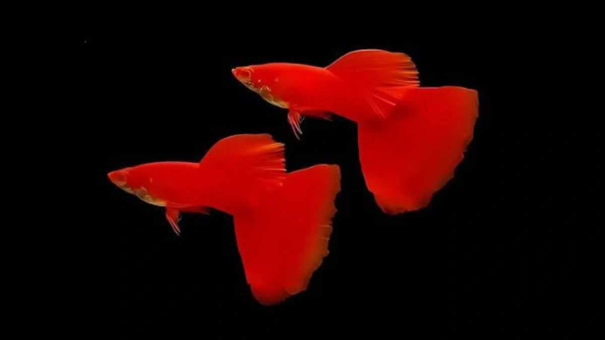 gambar-jenis-ikan-guppy-afr Gambar jenis ikan guppy afr