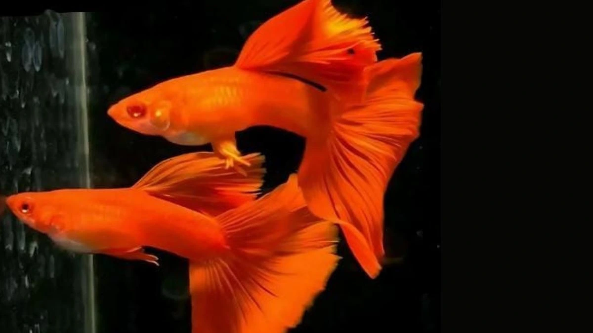 gambar-jenis-ikan-guppy-albino-full-red Gambar jenis ikan guppy afr albino full red