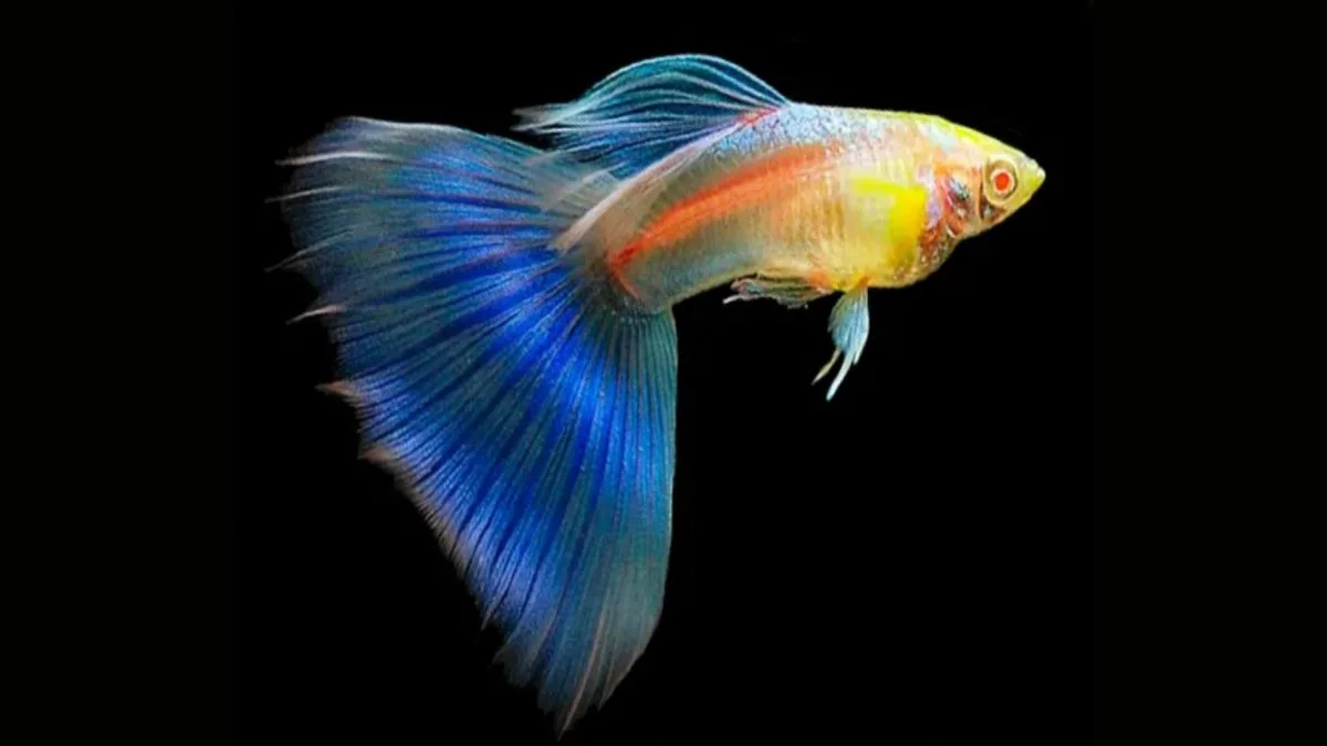 gambar-jenis-ikan-guppy-blue-sky (1) Gambar jenis ikan guppy blue sky