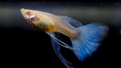 Gambar ikan guppy yangcocok untuk artikel kenapa ikan guppy cepat mati