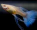 Gambar ikan guppy yangcocok untuk artikel kenapa ikan guppy cepat mati