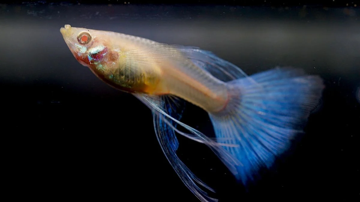 Gambar ikan guppy yangcocok untuk artikel kenapa ikan guppy cepat mati
