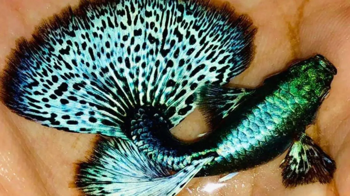 gambar-jenis-ikan-guppy-green-dragon Gambar jenis ikan guppy green dragon