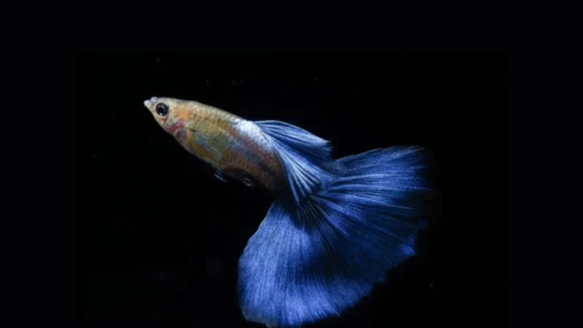 gambar-jenis-ikan-guppy-japan-blue (1) Gambar jenis ikan guppy japan blue