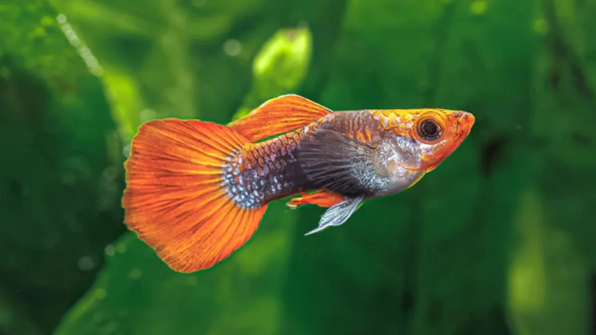 gambar-jenis-ikan-guppy-koi (1) Gambar ikan guppy koi