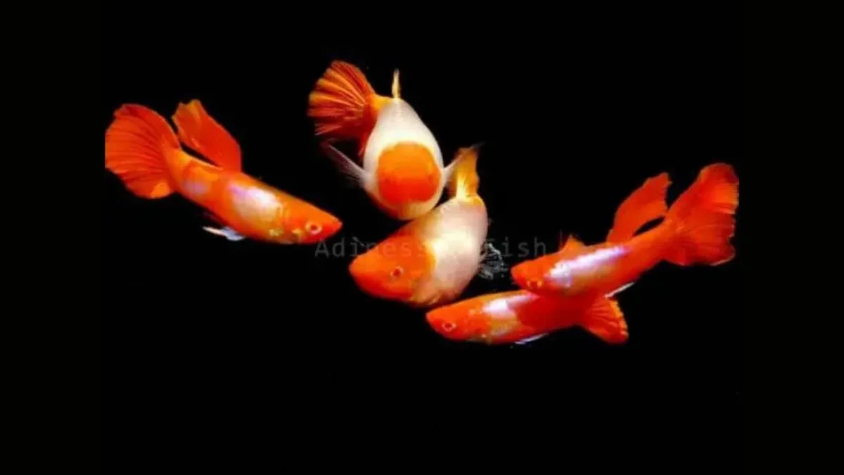 gambar-jenis-ikan-guppy-koi (2) Gambar jenis ikan guppy koi