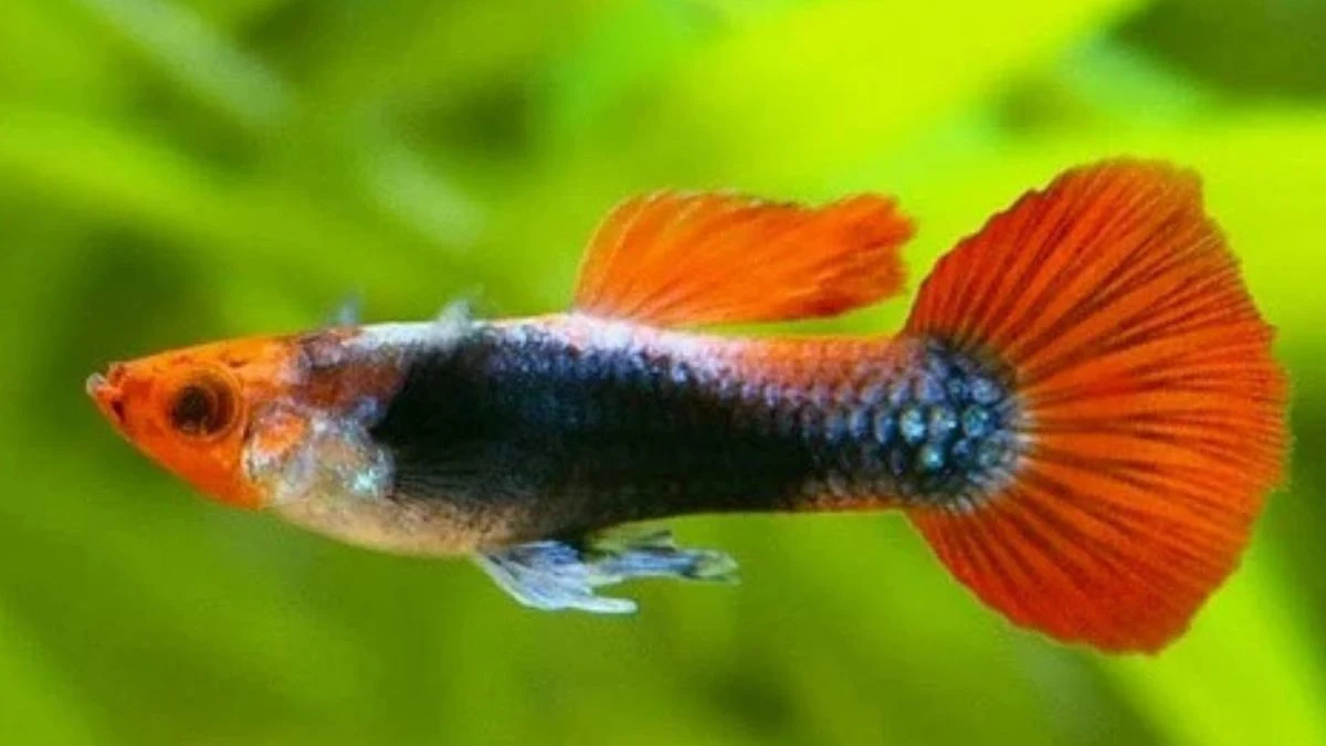 gambar-jenis-ikan-guppy-koi Gambar ikan guppy koi