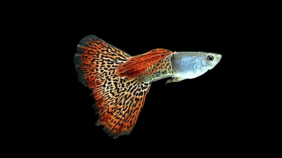 gambar-jenis-ikan-guppy-leopard Gambar ikan guppy leopard