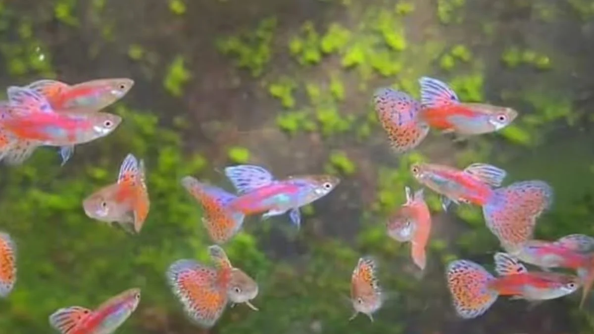 gambar-jenis-ikan-guppy-pink-grass Gambar jenis ikan guppy pink grass