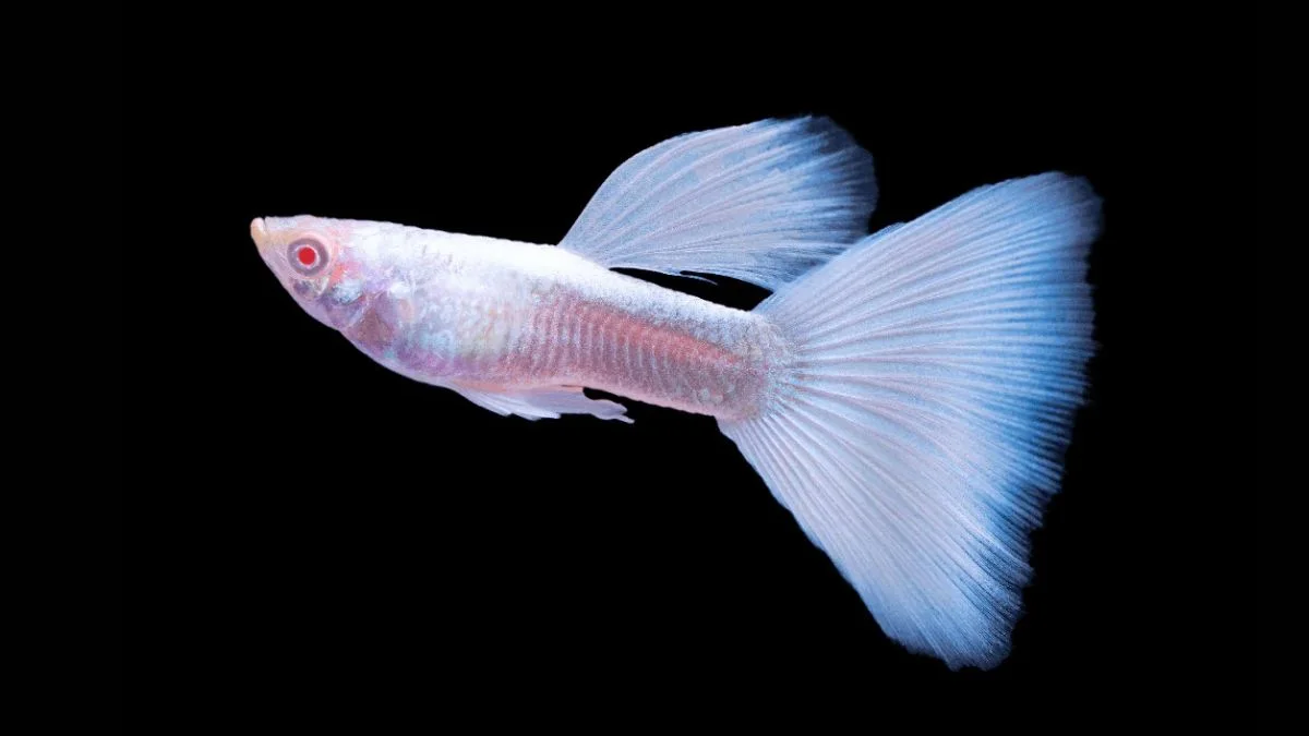 gambar-jenis-ikan-guppy-platinum (1) Gambar ikan guppy platinum
