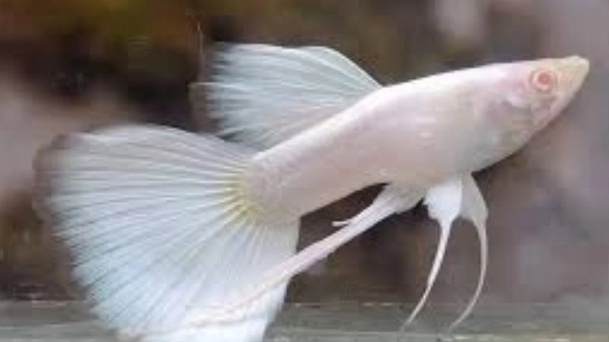 gambar-jenis-ikan-guppy-platinum Gambar jenis ikan guppy platinum