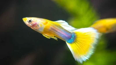 Gambar jenis ikan guppy yellow pingu