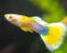 Gambar jenis ikan guppy yellow pingu