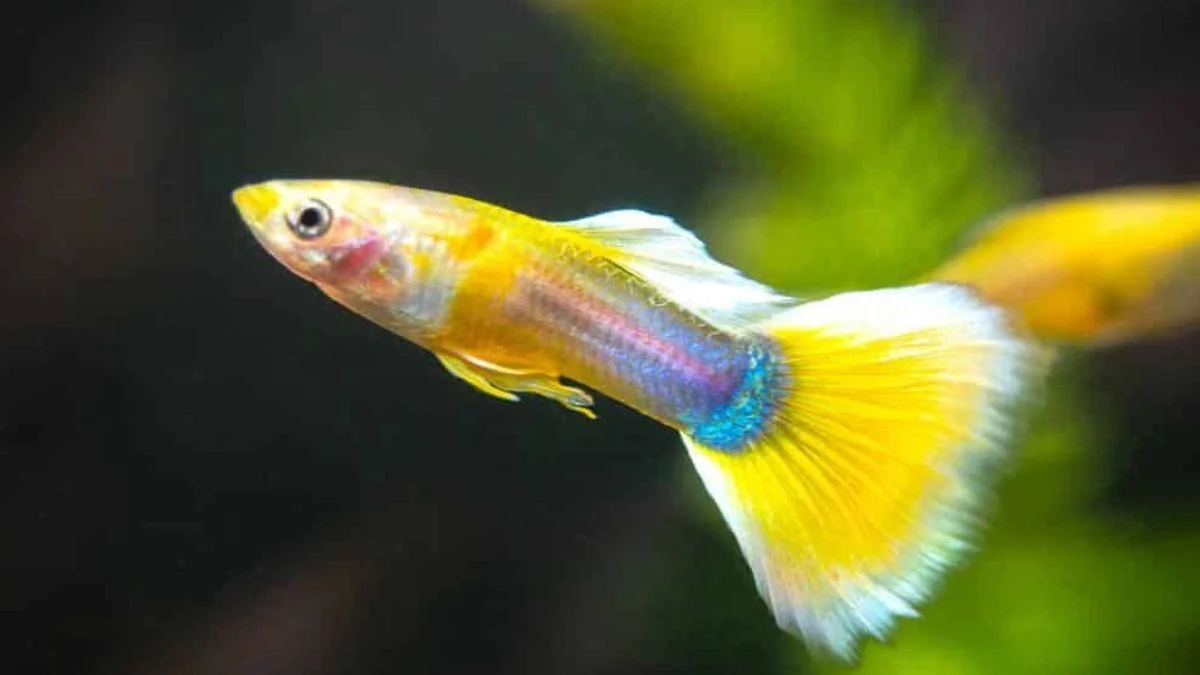 gambar-jenis-ikan-guppy-yellow-pingu Gambar jenis ikan guppy yellow pingu