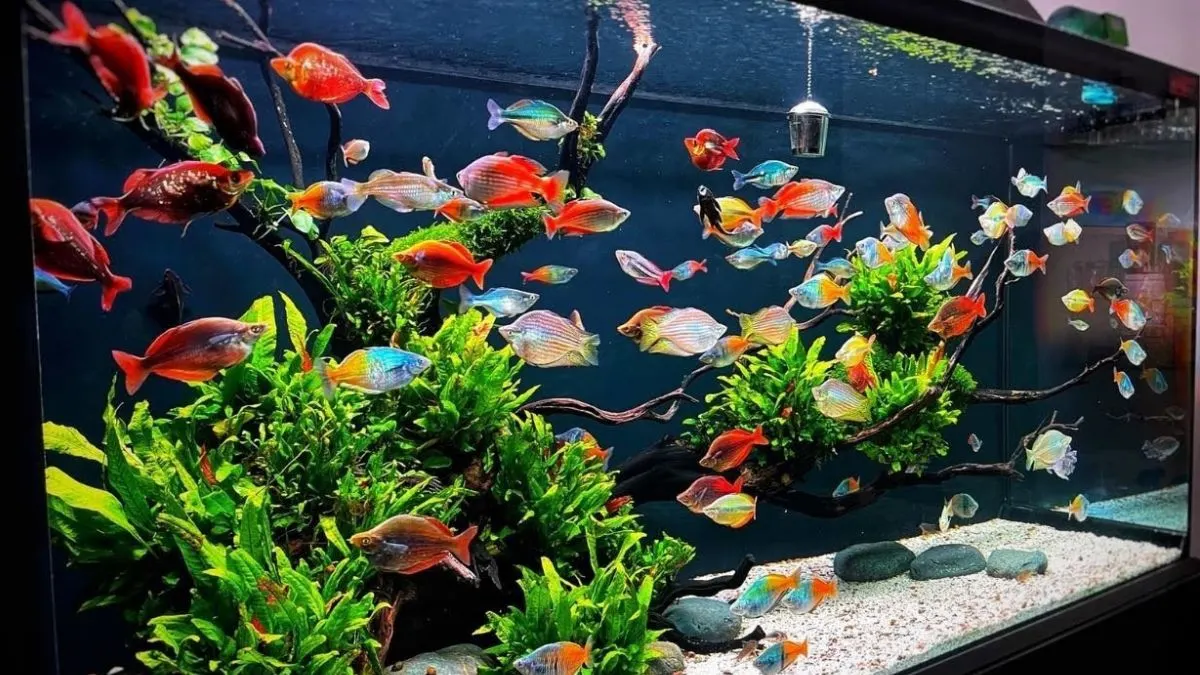 gambar-rainbowfish-ikan-hias-warna-warni Gambar rainbowfish ikan hias warna-warni