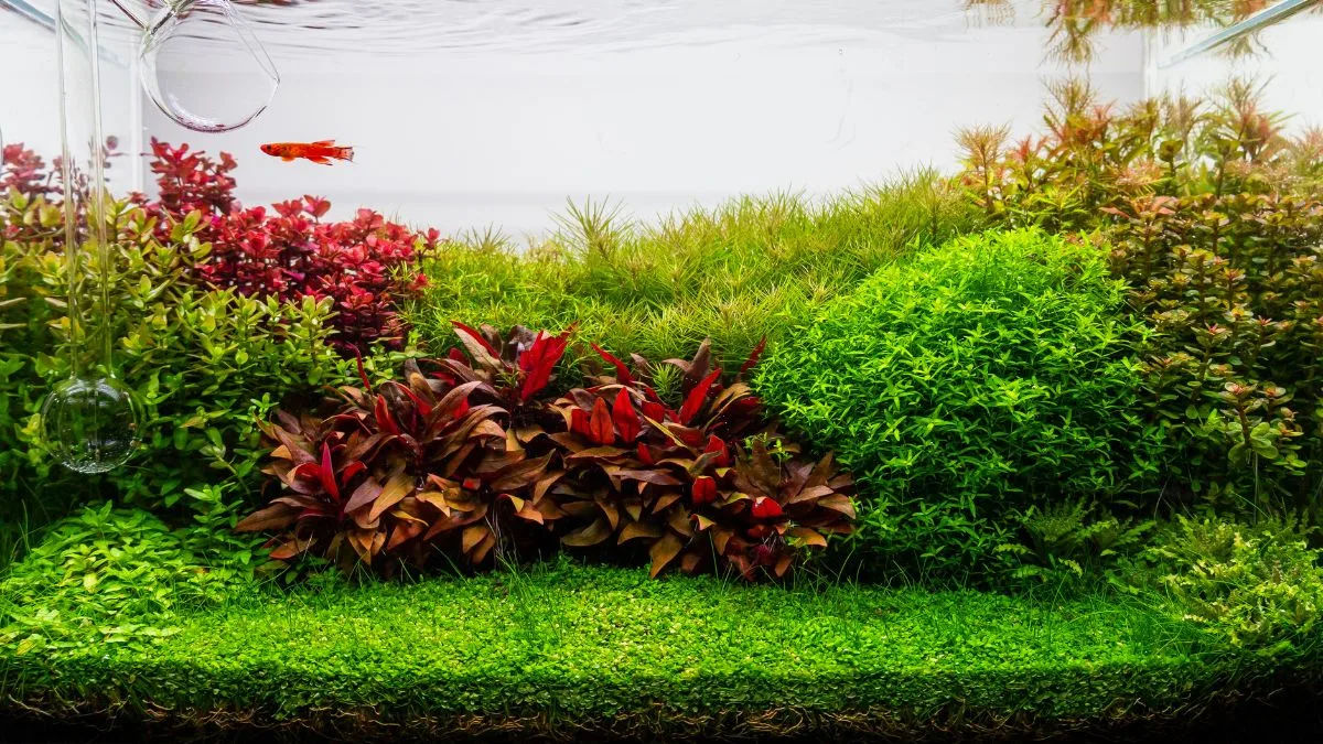 gambar-tema-aquascape-ducth-style (1) Gambar tema aquascape Ducth