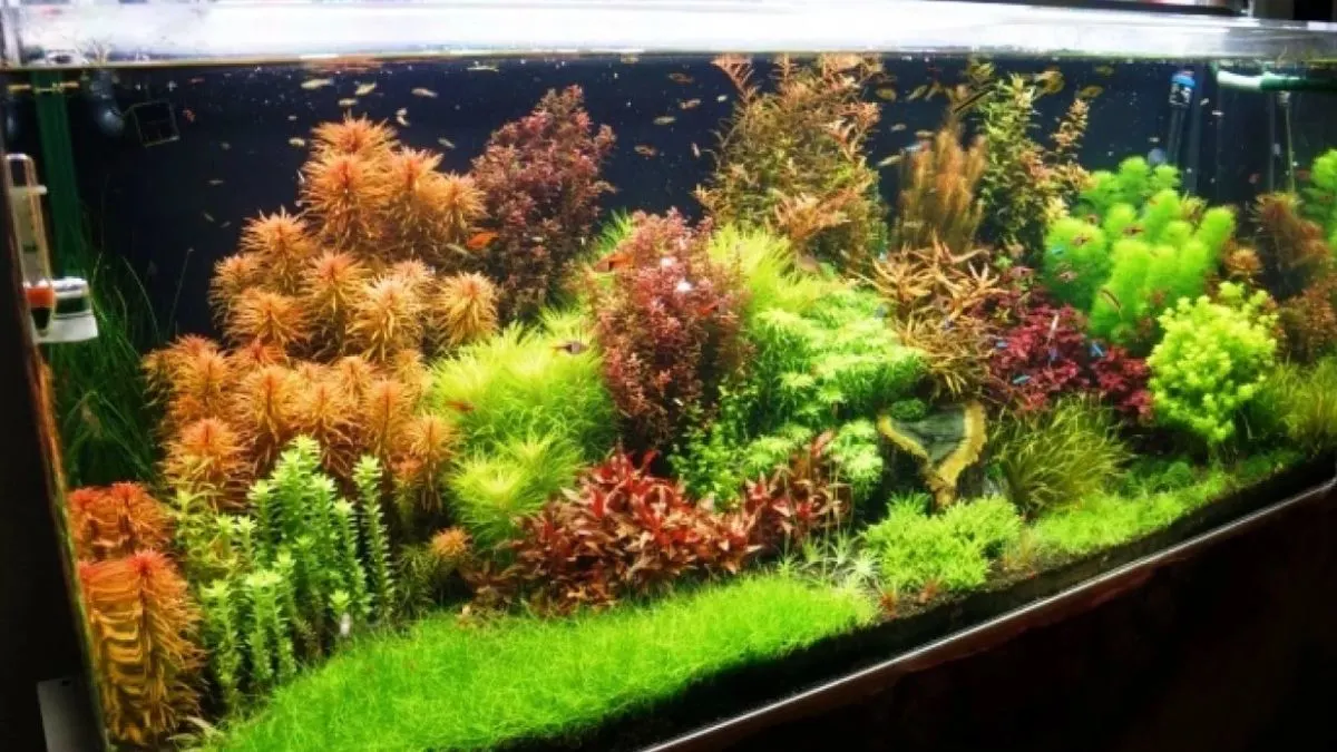 Gambar tema aquascape