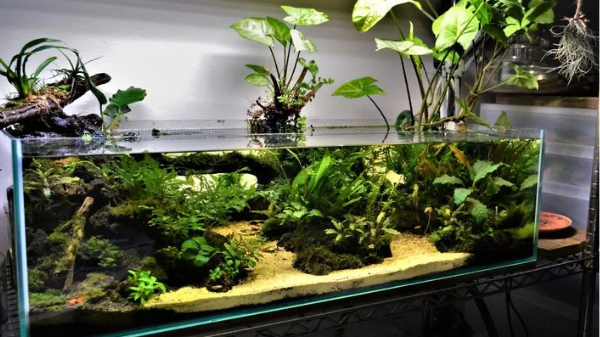 gambar-tema-aquascape-jungle-style (1) Gambar tema aquascape Jungle