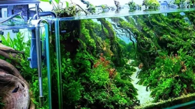 Gambar tema aquascape jungle