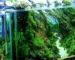 Gambar tema aquascape jungle