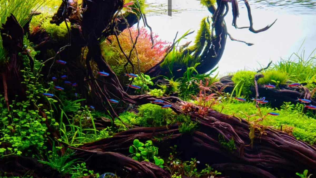 gambar-tema-aquascape-jungle-style Gambar tema aquascape jungle style dengan ikan neon