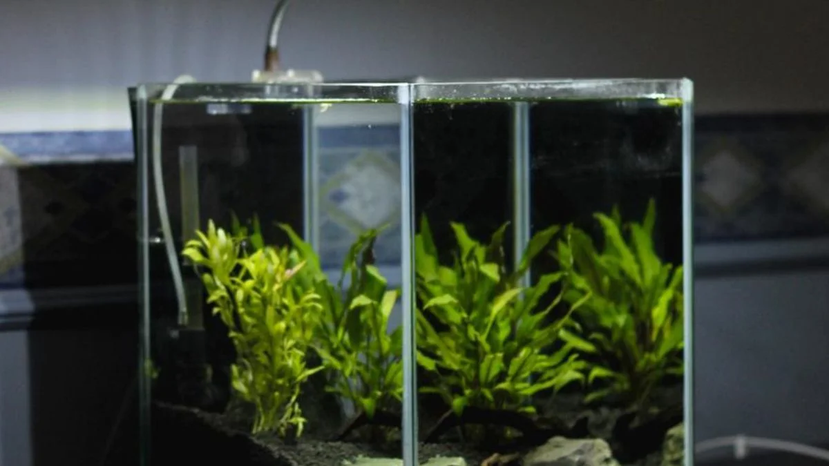 gambar-tema-aquascape-nano-style (1) Gambar tema aquascape nano tank