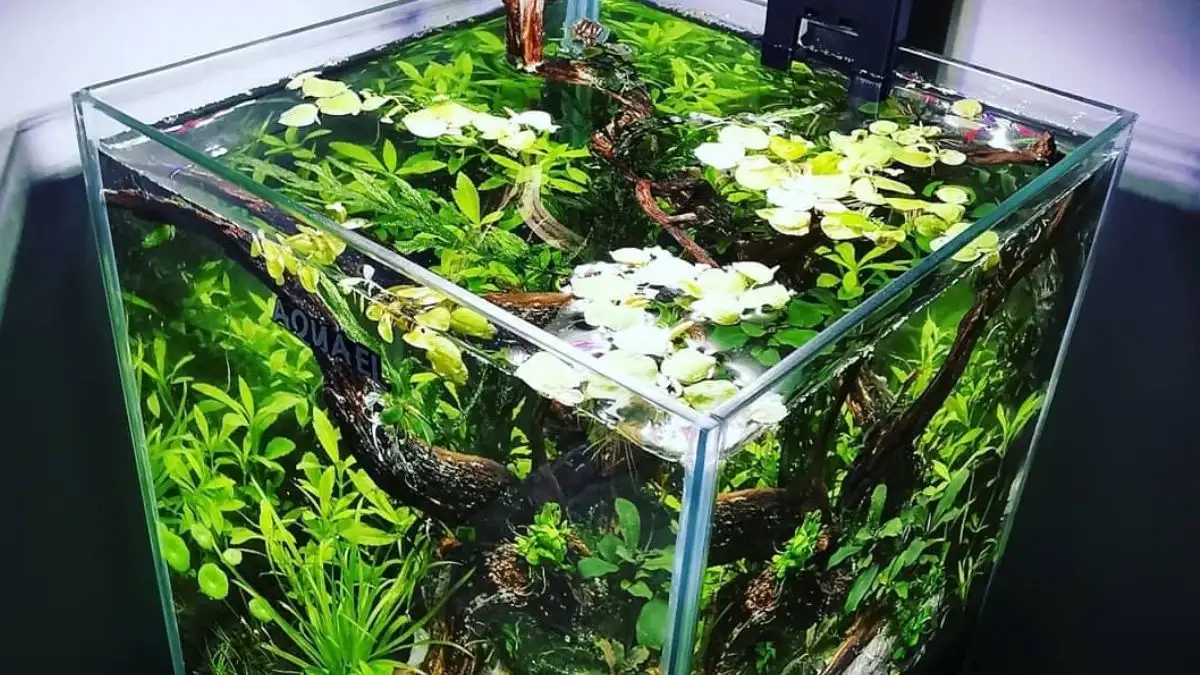 gambar-tema-aquascape-nano-style Gambar tema aquascape nano style