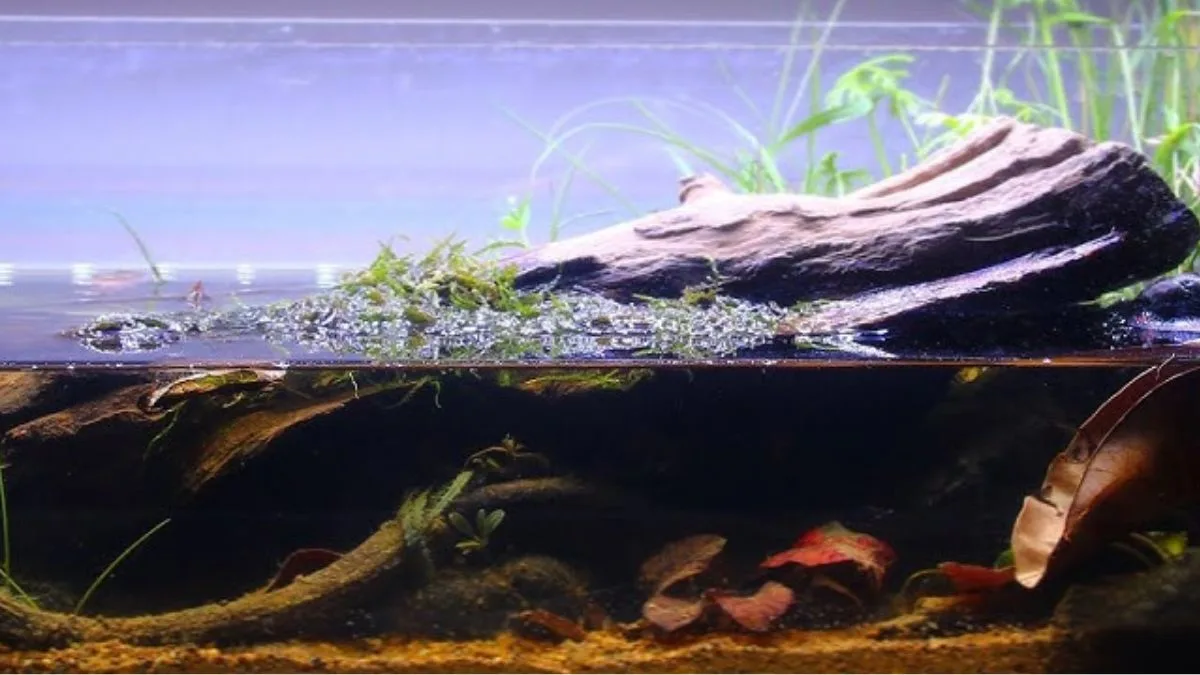gambar-tema-aquascape-natural-biotope-style Gambar tema aquascape biotope