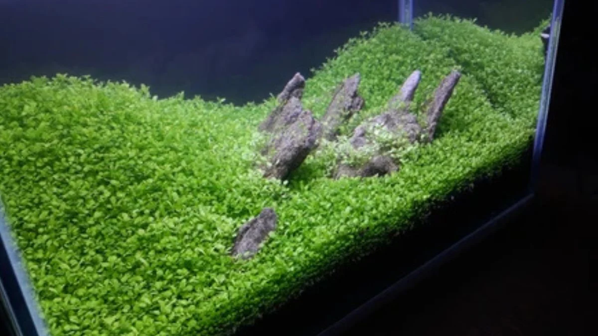 gambar-tema-aquascape-natural-iwagumi-style Gambar tema aquascape Iwagumi