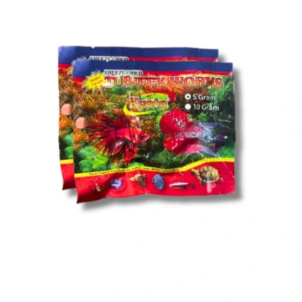 Cacing Kering - Kyoto