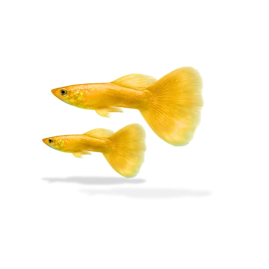Guppy Gold Guppy Gold