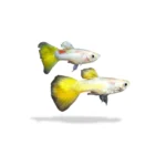 Guppy Yellow Micariff