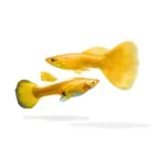 Paket Breeding Guppy Gold