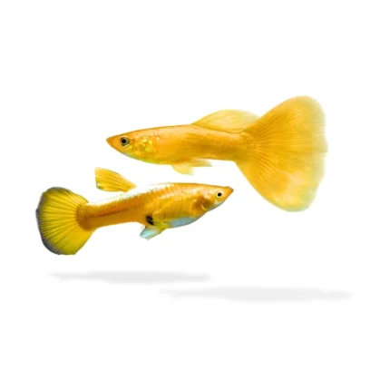 Paket Breeding Guppy Gold