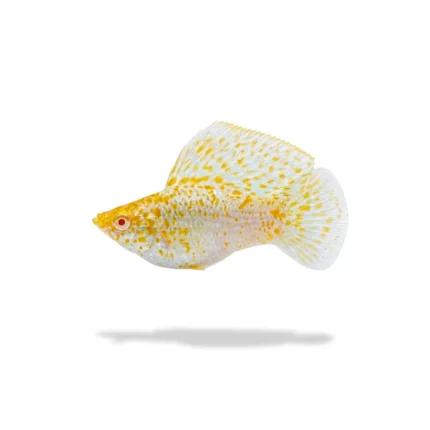 Spesial Kontes Molly Balon Albino Sakura