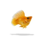 Spesial Kontes Molly Balon Gold (1)