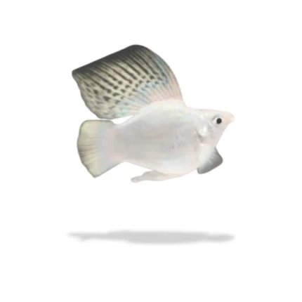 Spesial Kontes Molly Balon Platinum Rountail