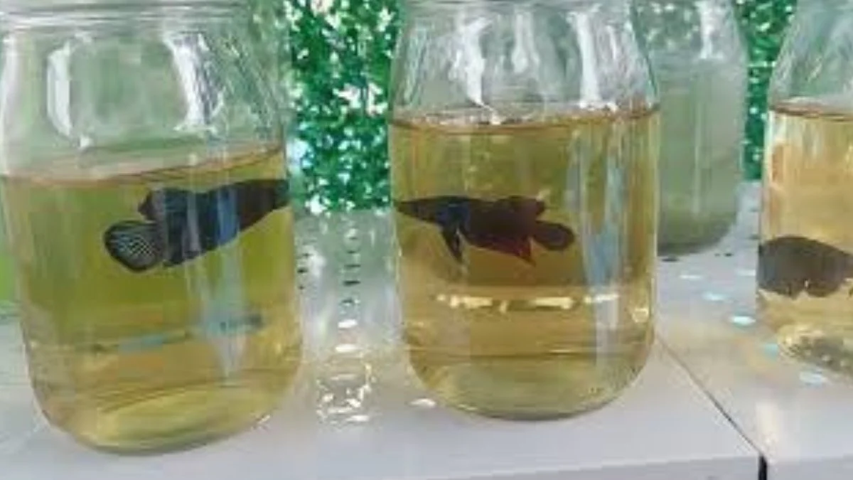 gambar-air-daun-ketapang (2) Gambar ikan cupang di air daun ketapang